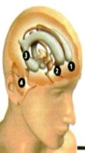Pontos de A&ccedil;&atilde;o da Droga