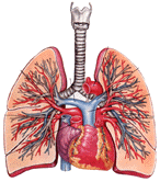 lustra&ccedil;&atilde;o do Pulm�o Humano